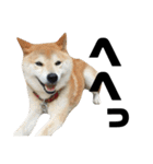 柴犬 ふじまる 4（個別スタンプ：34）