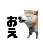 柴犬 ふじまる 4（個別スタンプ：35）