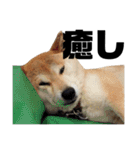 柴犬 ふじまる 4（個別スタンプ：36）