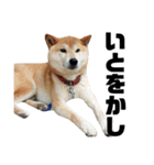 柴犬 ふじまる 4（個別スタンプ：37）