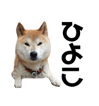 柴犬 ふじまる 4（個別スタンプ：38）