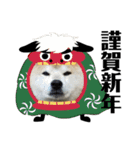柴犬 ふじまる 4（個別スタンプ：40）