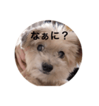 ぴたしょ（個別スタンプ：3）