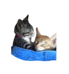 ♪○○さん家のぶさカワにゃんこ♪おちび編（個別スタンプ：6）
