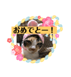 ミニー姐さんのみけねこスタンプ（個別スタンプ：3）