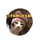 ミニー姐さんのみけねこスタンプ（個別スタンプ：4）