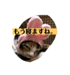 ミニー姐さんのみけねこスタンプ（個別スタンプ：5）