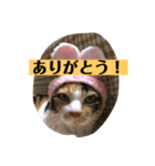 ミニー姐さんのみけねこスタンプ（個別スタンプ：6）