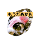 ミニー姐さんのみけねこスタンプ（個別スタンプ：7）