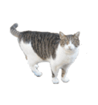 猫ねこにゃんぽ（個別スタンプ：2）