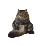 猫ねこにゃんぽ（個別スタンプ：3）