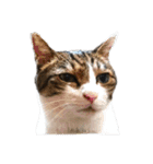 猫ねこにゃんぽ（個別スタンプ：5）