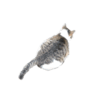 猫ねこにゃんぽ（個別スタンプ：6）