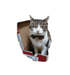 猫ねこにゃんぽ（個別スタンプ：7）