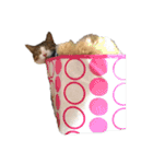 猫ねこにゃんぽ（個別スタンプ：8）