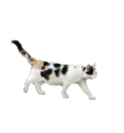 猫ねこにゃんぽ（個別スタンプ：9）