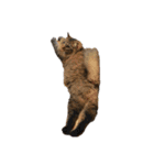 猫ねこにゃんぽ（個別スタンプ：10）