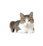 猫ねこにゃんぽ（個別スタンプ：11）