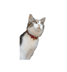 猫ねこにゃんぽ（個別スタンプ：12）