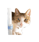 猫ねこにゃんぽ（個別スタンプ：13）