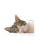 猫ねこにゃんぽ（個別スタンプ：14）