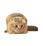 猫ねこにゃんぽ（個別スタンプ：15）