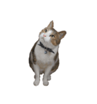 猫ねこにゃんぽ（個別スタンプ：16）