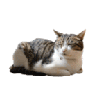 猫ねこにゃんぽ（個別スタンプ：17）