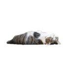 猫ねこにゃんぽ（個別スタンプ：18）