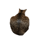 猫ねこにゃんぽ（個別スタンプ：19）