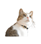 猫ねこにゃんぽ（個別スタンプ：20）