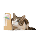 猫ねこにゃんぽ（個別スタンプ：21）