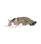 猫ねこにゃんぽ（個別スタンプ：22）