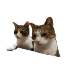 猫ねこにゃんぽ（個別スタンプ：23）