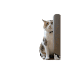 猫ねこにゃんぽ（個別スタンプ：24）
