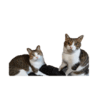 猫ねこにゃんぽ（個別スタンプ：25）