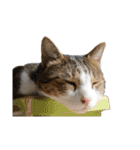 猫ねこにゃんぽ（個別スタンプ：26）