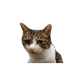 猫ねこにゃんぽ（個別スタンプ：27）