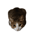 猫ねこにゃんぽ（個別スタンプ：28）