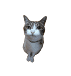 猫ねこにゃんぽ（個別スタンプ：29）