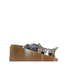 猫ねこにゃんぽ（個別スタンプ：30）