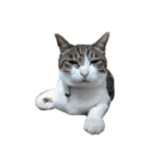 猫ねこにゃんぽ（個別スタンプ：31）