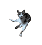 猫ねこにゃんぽ（個別スタンプ：32）