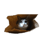 猫ねこにゃんぽ（個別スタンプ：33）