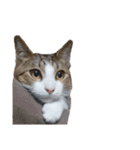 猫ねこにゃんぽ（個別スタンプ：34）