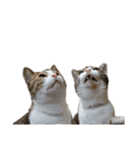 猫ねこにゃんぽ（個別スタンプ：35）