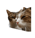 猫ねこにゃんぽ（個別スタンプ：36）