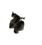 猫ねこにゃんぽ（個別スタンプ：37）