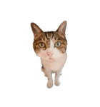 猫ねこにゃんぽ（個別スタンプ：38）