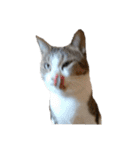 猫ねこにゃんぽ（個別スタンプ：39）